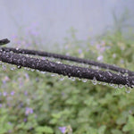 Dripline Irrigation Tubing - BCBMALL